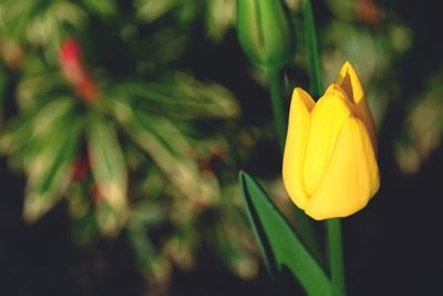 Close-up of yellow flowering plant