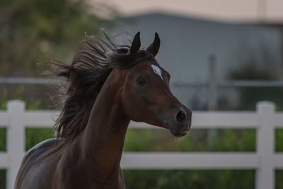 Close-up of a horse in ranch