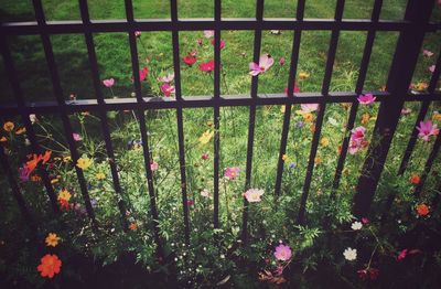 Poppy flowers on grass