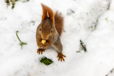 Close-up of squirrel on snow