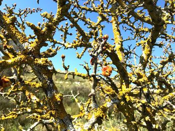 Low angle view of flowering plant against clear sky