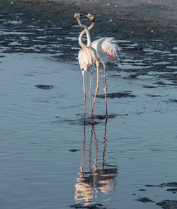 Birds in a lake