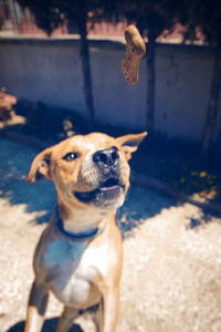 Portrait of dog looking at camera