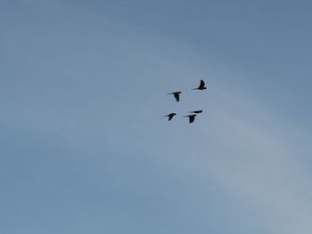 Low angle view of birds flying against clear sky