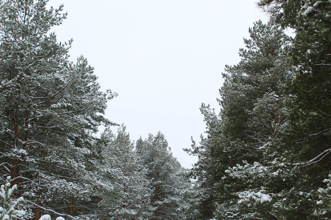 LOW ANGLE VIEW OF TREES DURING WINTER