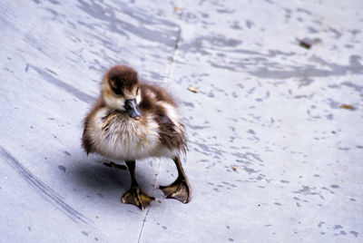 View of a bird in a water