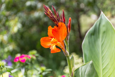 Close-up of day lily blooming in park