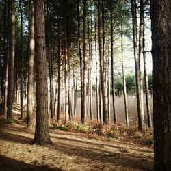 Trees in forest