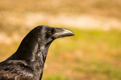 Close-up of a bird looking away