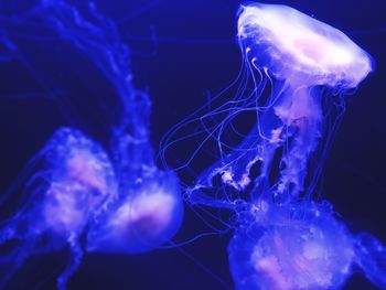 Close-up of jellyfish in sea