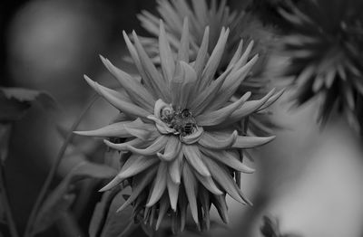 Close-up of flowering plant