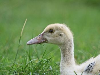 Close-up of a bird