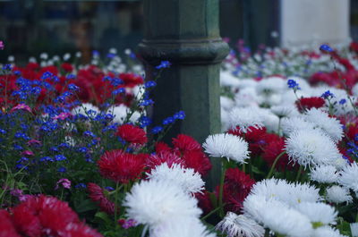 Close-up of flowers