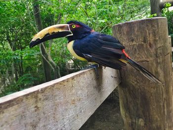 Close-up of bird perching on tree