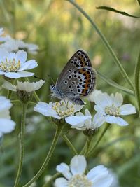 Close-up of butterfly pollinating on flower