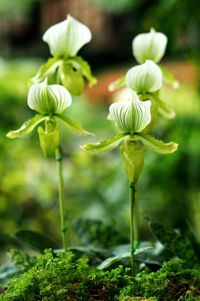 Close-up of flowers blooming outdoors