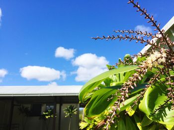 Low angle view of plants against sky