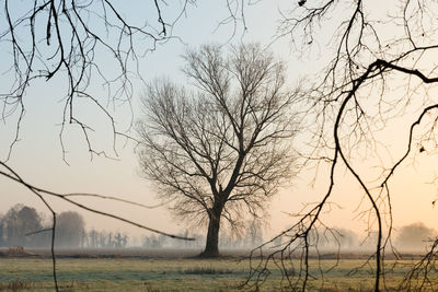 Bare trees on field against sky