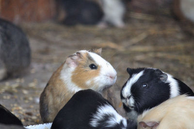 Close-up of a rabbit