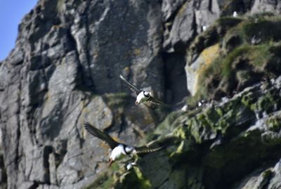 Low angle view of a bird flying over rock