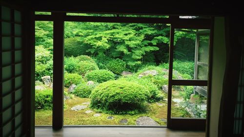 Close-up of plants against window