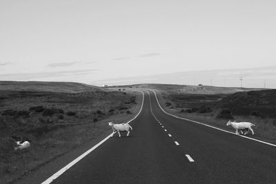 Dog on road against sky