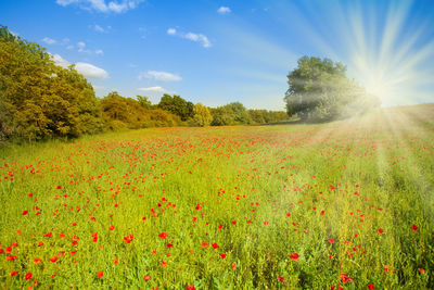 Scenic view of grassy field against sky