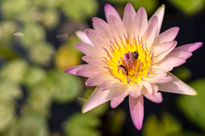 Close-up of bee pollinating flower