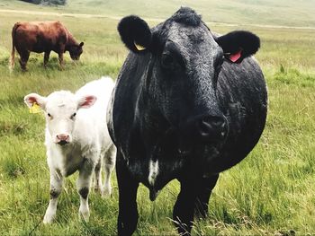 Cows standing in a field