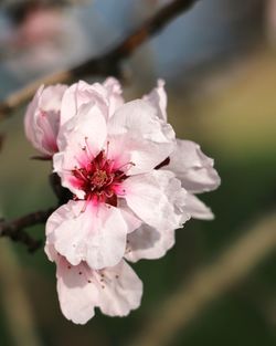 Close-up of pink cherry blossom