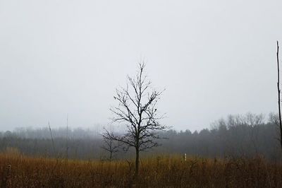 Bare trees on field in foggy weather