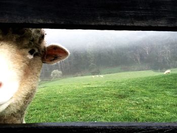 Sheep grazing on grassy field