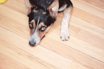 Portrait of dog resting on hardwood floor