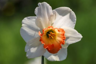 Close-up of white rose flower