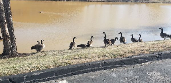 Birds perching on the lake