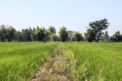 Scenic view of agricultural field against clear sky