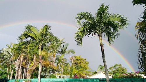 Palm trees at beach against sky