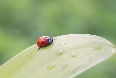 Close-up of ladybug on leaf