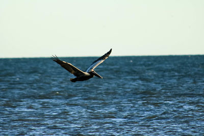 Birds flying over sea