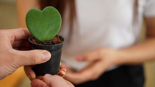 Close-up of hand holding small plant