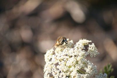 Close-up of insect on tree