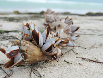 Close-up of shells on beach