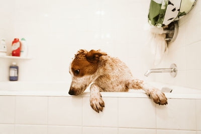 Dirty and wet puppy tries to climb out of bathtub during bath time