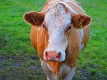 Portrait of cow on field