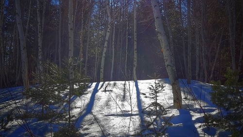 Low angle view of trees against sky