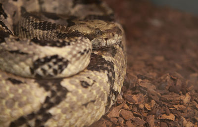 Close-up of a lizard