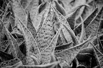 Close-up of plants