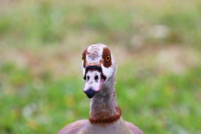 Close-up of a bird looking away