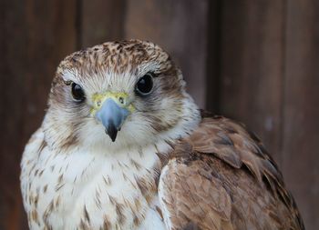 Portrait of a saker falcon, falco cherrug