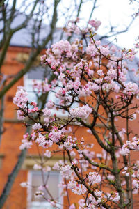 Close-up of pink cherry blossom